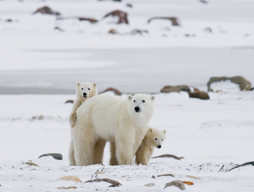 27. února – Mezinárodní den ledních medvědů